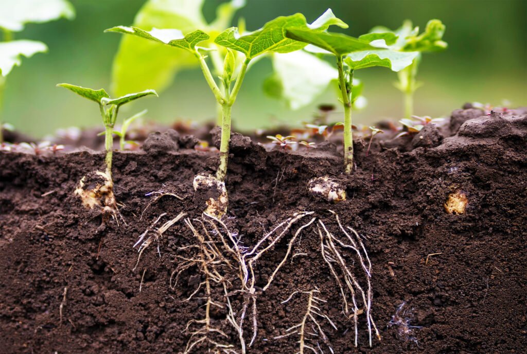 The Best Method of Growing Healthy Plants: A Complete Guide to Fast Growth, Strong Roots ...