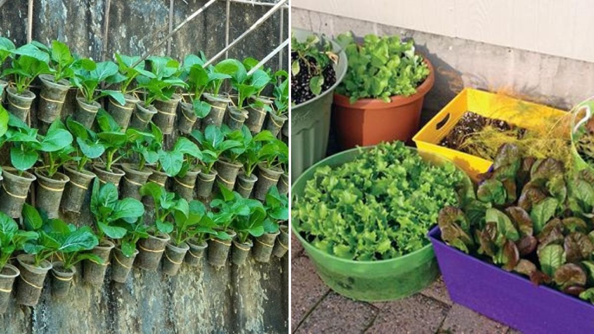 Buy Vegetables? Grow Them This Way and Never Buy Again! – Your Complete Guide to Home Vegetable Gardening