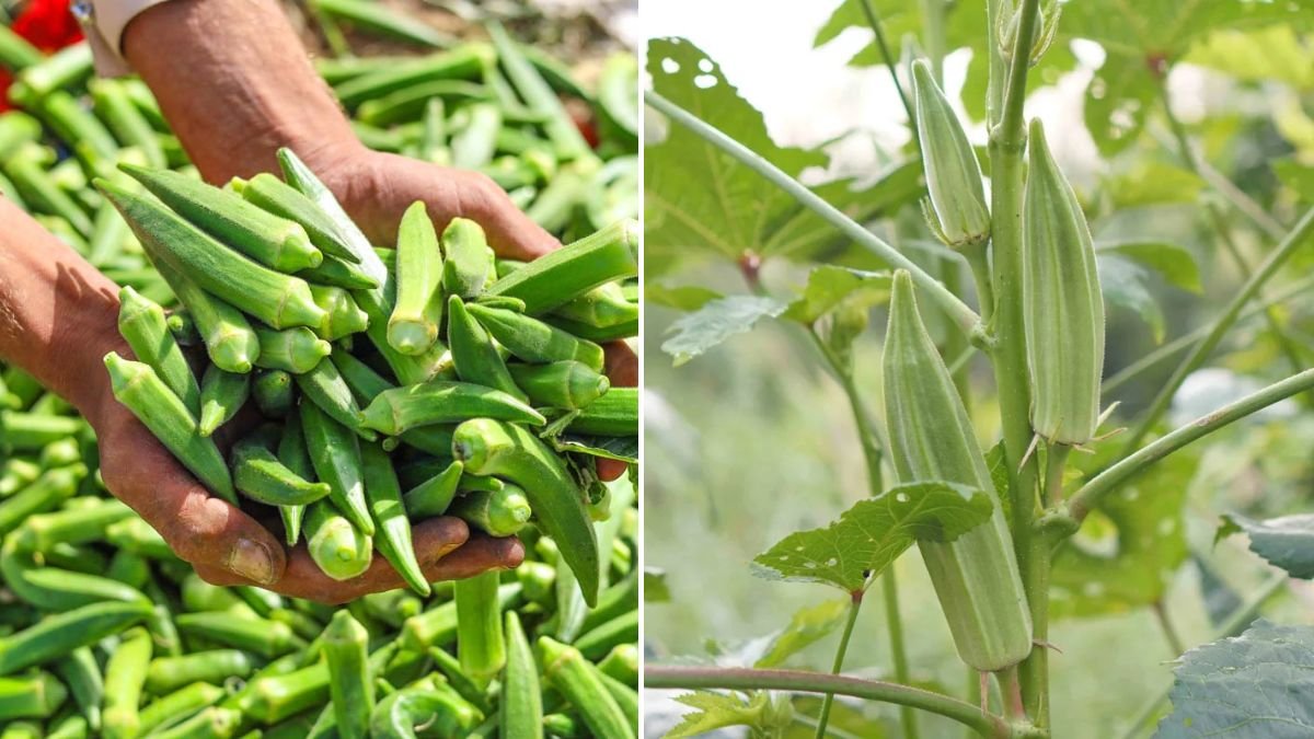 [FOCUS KEYWORD]: 99% of People Without a Garden Have Never Tried This Okra Growing Trick
