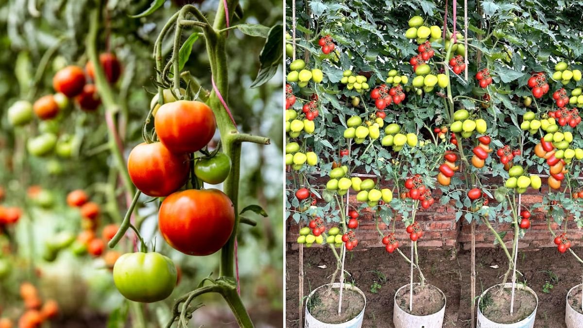 [FOCUS KEYWORD]: The Tomato-Growing Secret 99% of People Without Gardens Haven’t Tried