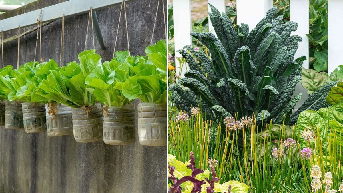 No Garden Needed, Grow This Vegetable and Get Up to 10 Harvests in One Season!