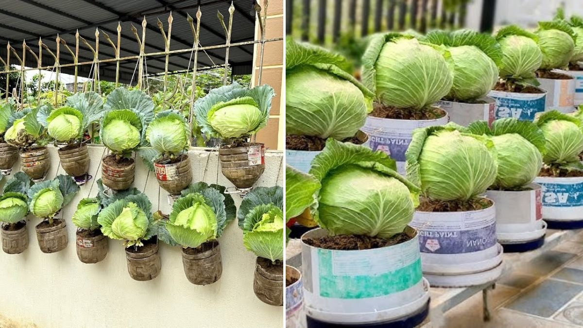 [FOCUS KEYWORD]: You’ll Never Regret Trying These Amazing Ways to Grow Cabbage!