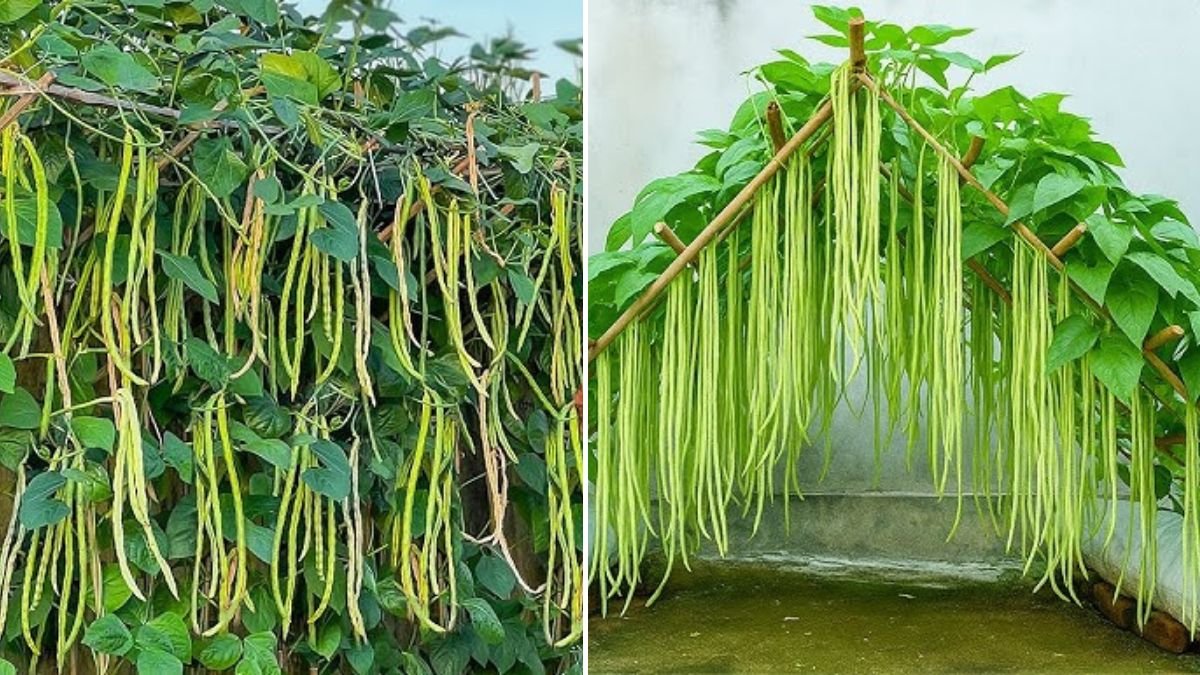 I Tried My Grandma’s Yardlong Bean Growing Method – [FOCUS KEYWORD] for Amazing Results
