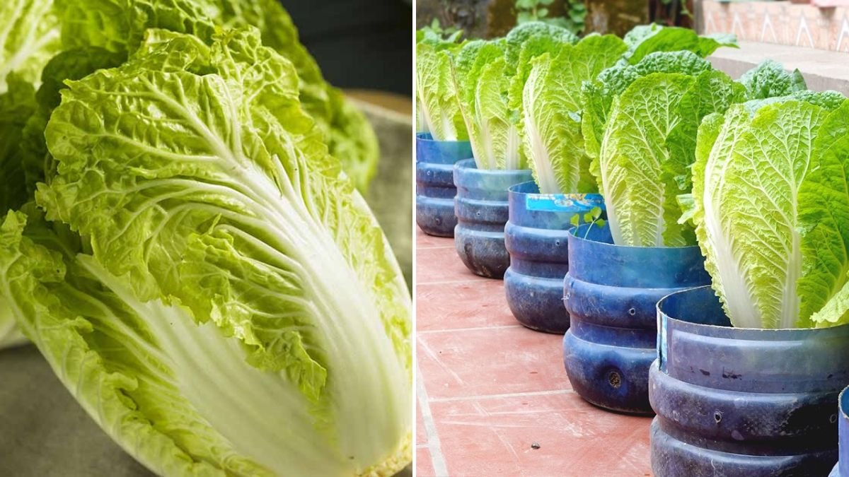 Growing Napa Cabbage the Wrong Way? 99% Make This Mistake — 5 Super Easy Fixes