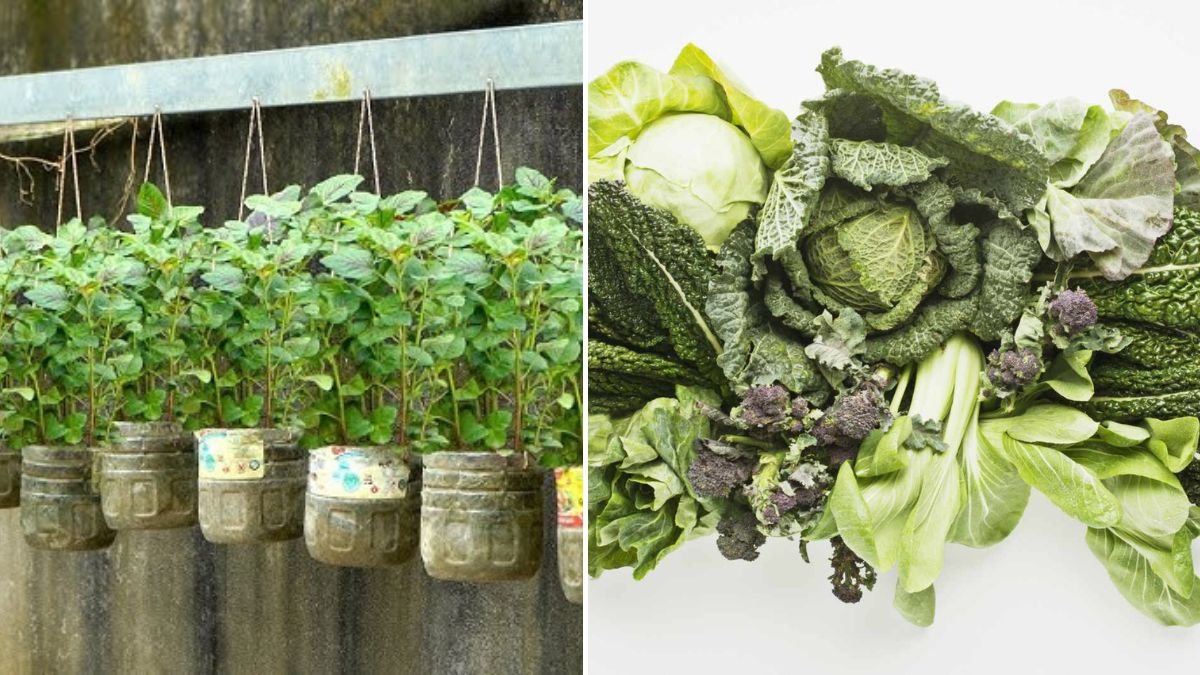 Don’t Miss This Iron-Rich, Blood-Boosting Vegetable — Eat More, Get Healthier! [FOCUS KEYWORD]