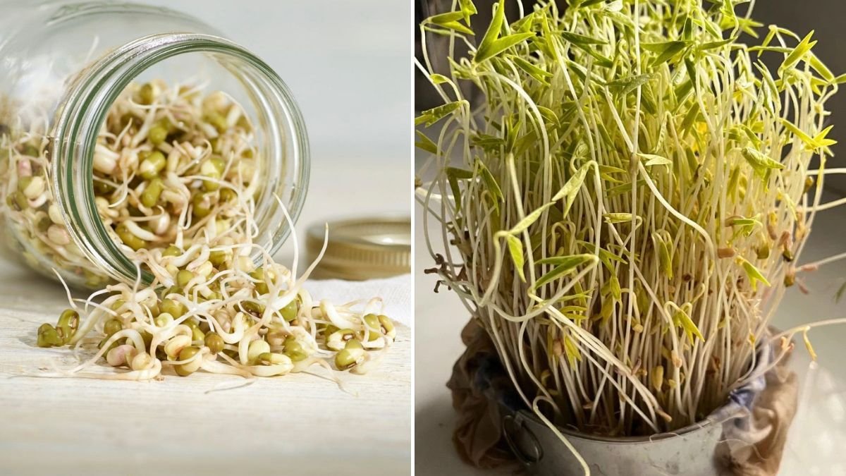 Want to Eat Healthy Bean Sprouts? Don’t Miss These Growing Methods for Maximum Nutrition