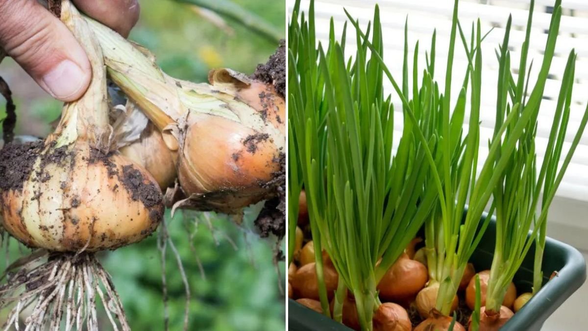 [FOCUS KEYWORD]: Don’t Waste Your Money! Super Easy Tips for Growing Onions at Home with 5× Yield