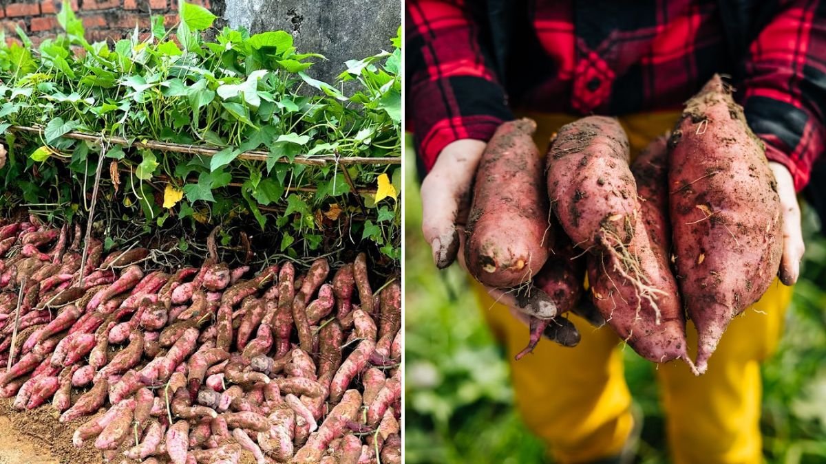 Growing Sweet Potatoes Using Leaves? I Harvested Tons of Tubers with This Simple Trick!