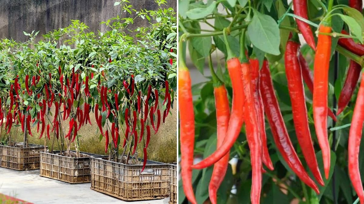 Buy Chili Peppers? Plant Them This Way and Never Buy Again! [FOCUS KEYWORD]
