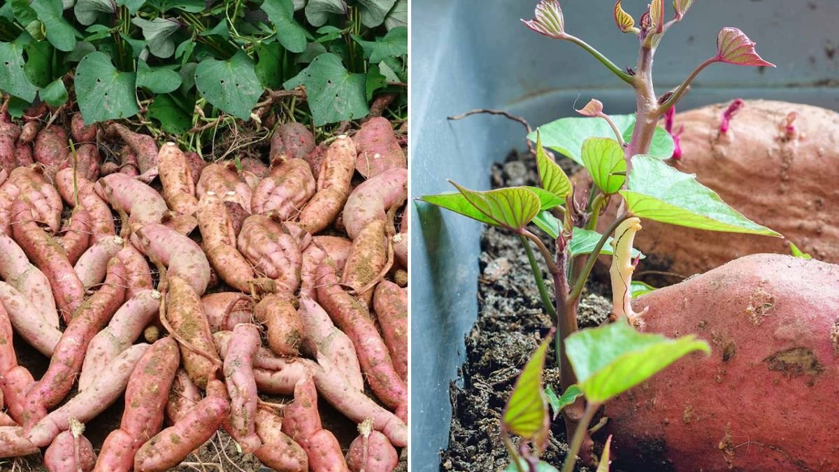 I Had No Soil, No Money… Yet I Grew Tons of Sweet Potatoes!