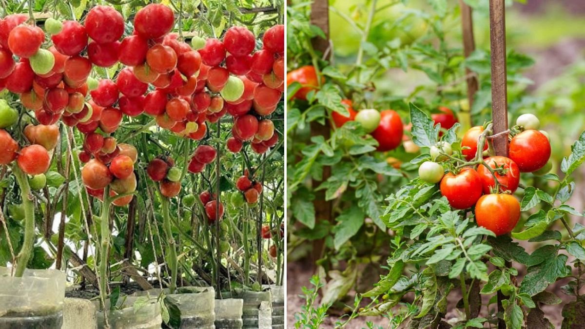 Grow Tomatoes at Home for High Yield — Easy Guide for Beginners