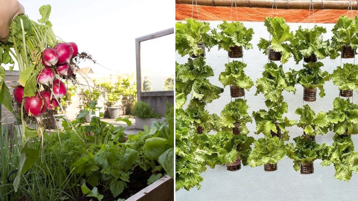 Super Easy! Tips for Growing Vegetables at Home – Harvest in Just 14 Days!