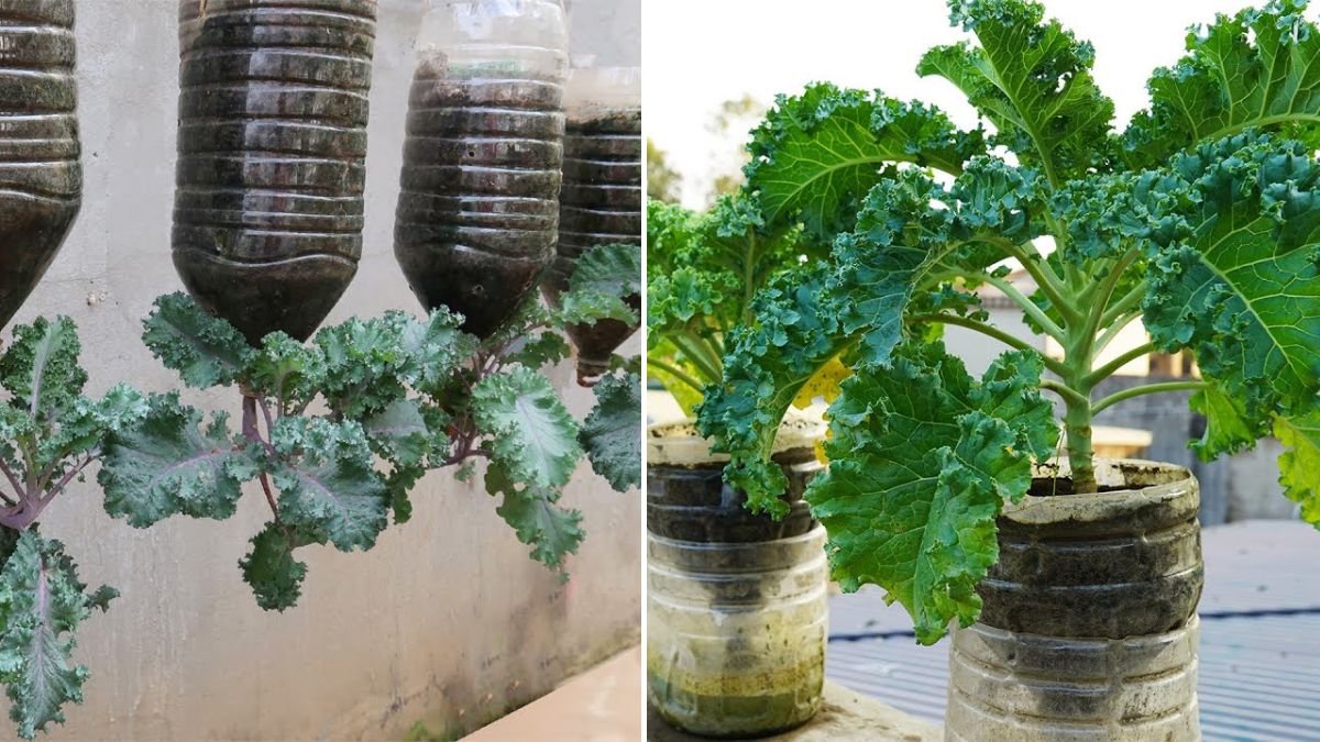 Great Tips for Growing Kale in a Plastic Bottle (Upcycle & Thrive!)