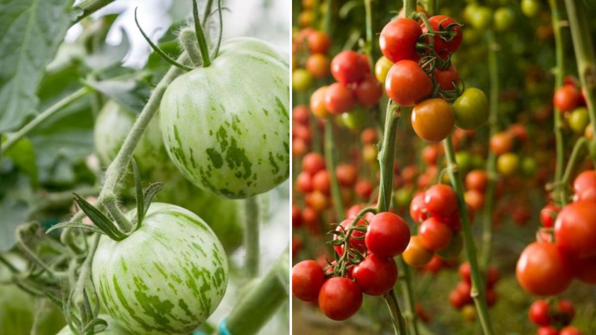 Secret to Growing Tomatoes the Right Way – 3x More Harvest with Minimal Effort!
