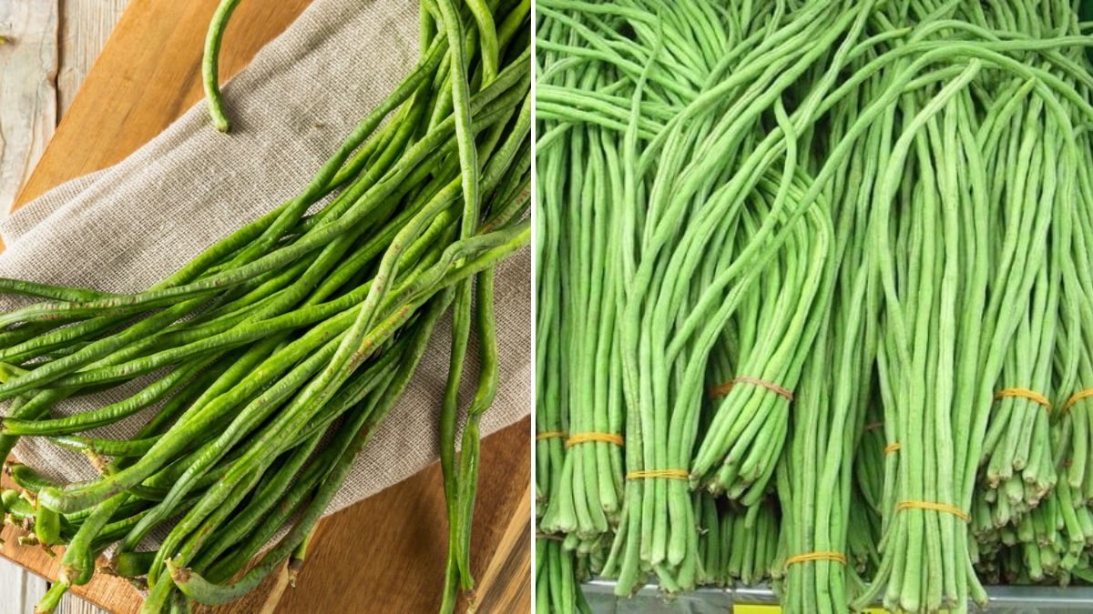 I Tried This Method and Was Shocked – My Yardlong Beans Yielded 10X More!
